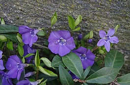 金銀花,紫色,花
