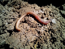 蠕蟲,地球,vermiculture