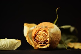 玫瑰,prechtel玫瑰,花瓣