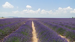 lavende,鲜花,熏衣草