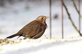黑鳥(niǎo),鳥(niǎo),女性