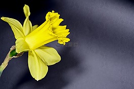 水仙,花,黃色