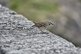 麻雀,鳥(niǎo),動(dòng)物