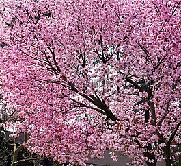 櫻花,櫻花樹,春