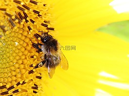 蜜蜂,太陽花,花粉
