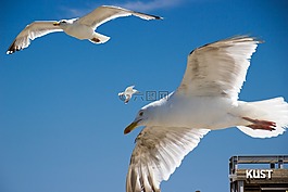 海鷗,濱,鳥