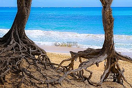 海洋,樹,根