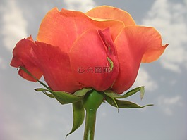 花,玫瑰,對比