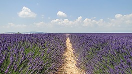 lavende,鲜花,熏衣草