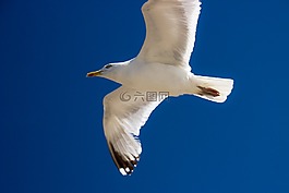 海鷗,鳥(niǎo),飛