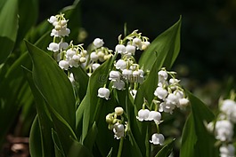 鮮花,鈴蘭,春天
