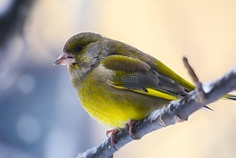 鳥,野生動物,多彩