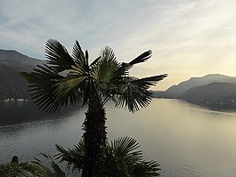 棕櫚,日落,水