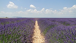 lavende,鲜花,熏衣草