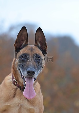 瑪利諾犬,肖像,秋季