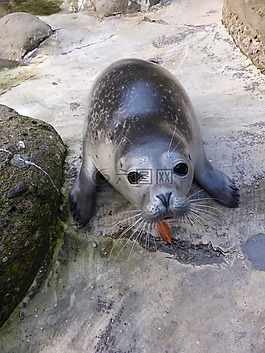 密封,動物,魚