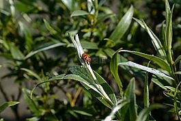 瓢蟲(chóng),昆蟲(chóng),性質(zhì)
