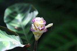 暹罗玫瑰姜,火炬姜,etlingera corneri