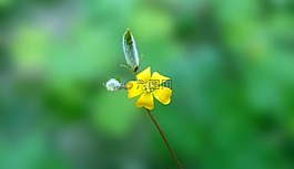 花,黃色,特寫(xiě)