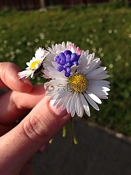 自然,花,花的