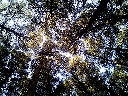 树,石松,森林