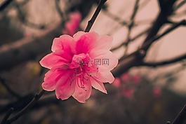 花,自然,植物區(qū)系
