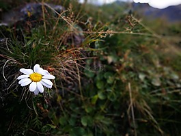 montafon,开花,洋甘菊