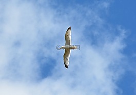 鷗,鳥(niǎo),澤福格爾