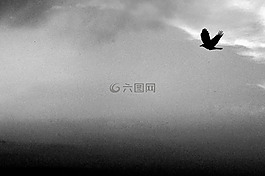 天空,鳥(niǎo),飛行