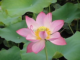 自然,荷葉,花瓣
