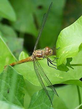 蜻蜓,黄蜻蜓,cordulegaster boltonii