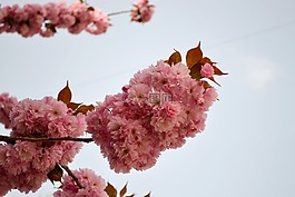 櫻花,花