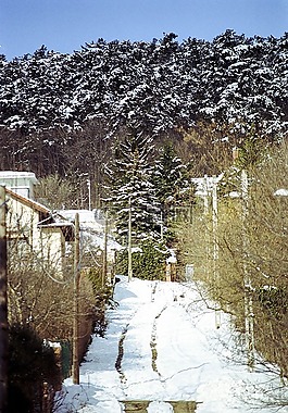 雪,冬天,自然