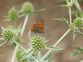 蝴蝶,lycaena phlaeas,干花