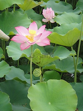 荷葉,花瓣,荷花