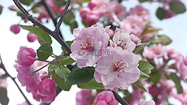 杏,粉紅色,花