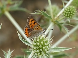 蝴蝶,lycaena phlaeas,干花