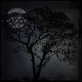 夜,景观,树
