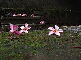鮮花,寧靜,環(huán)境