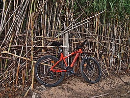 自行車,甘蔗,線索