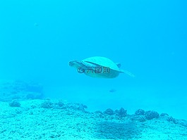 龜,海洋,水肺潛水