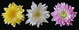 菊花,混合,花