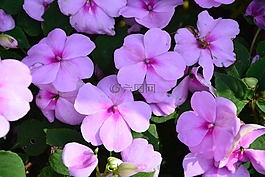 鮮花,粉色,帕爾馬