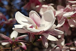 玉蘭,開花,粉紅色