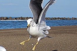 動物,海,海灘