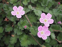 cranesbill,鲜花,初夏花