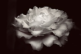 玫瑰,黑與白,花