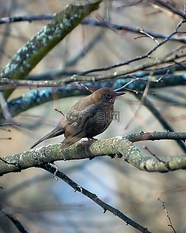 黑鳥(niǎo),鳥(niǎo),動(dòng)物世界