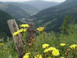 黑色的森林,野生花卉,草地