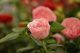 鮮花,粉色,灌木